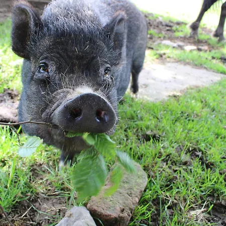 La Cab'armande بيت خشبي
