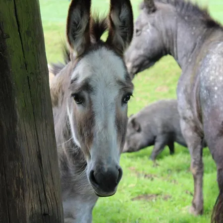 بيت خشبي La Cab'armande