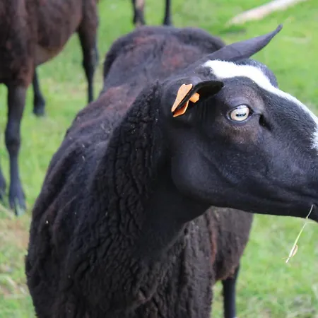 La Cab'armande Lodge