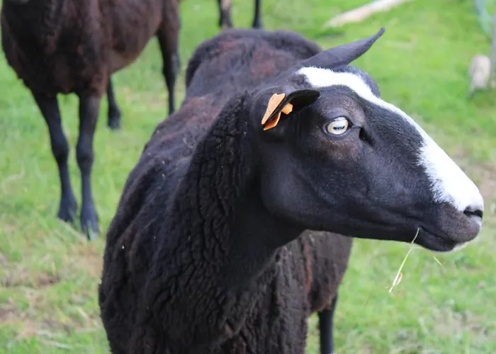 La Cab'armande Domek letniskowy